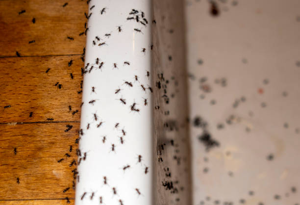 Best Pest Control for Restaurants  in Harrisburg, SD
