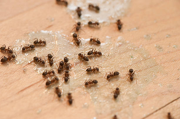 Best Mosquito Control Services  in Harrisburg, SD